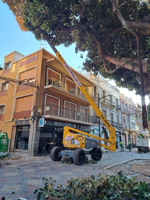 Los ficus de la Glorieta aprueban su revisión anual - 1, Foto 1