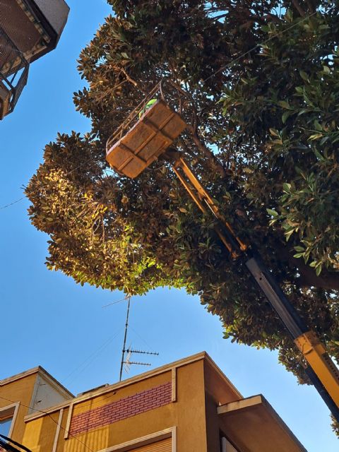 Los ficus de la Glorieta aprueban su revisión anual - 2, Foto 2