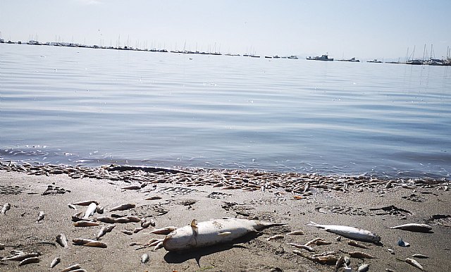 Ecologistas en Acción presenta en rueda de prensa una valoración sobre el Plan de Vertido Cero al Mar Menor - 1, Foto 1