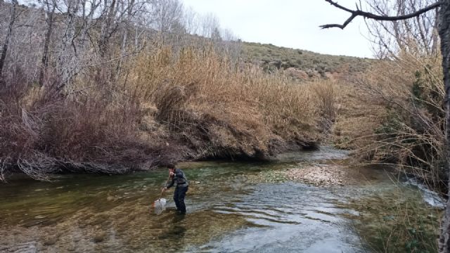 Técnicos de ANSE detectan mejillón cebra en el río Segura a su paso por Calasparra - 2, Foto 2