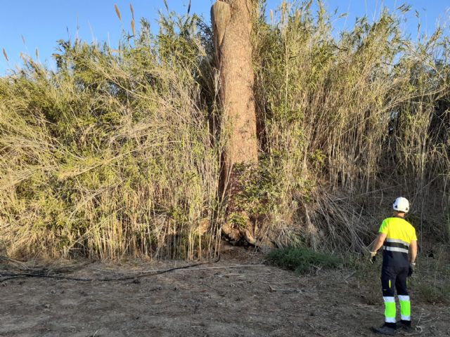 Riego de emergencia para salvar los pinos centenarios de Churra - 1, Foto 1