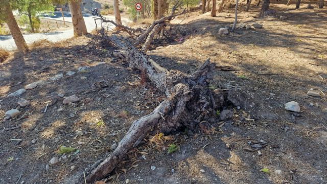 El PSOE de Lorca insta a fomentar el uso de la biomasa como energía renovable y plantea soluciones para mejorar la eficiencia energética en el municipio - 1, Foto 1