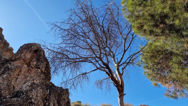 El PSOE de Lorca insta a fomentar el uso de la biomasa como energía renovable y plantea soluciones para mejorar la eficiencia energética en el municipio - 2, Foto 2