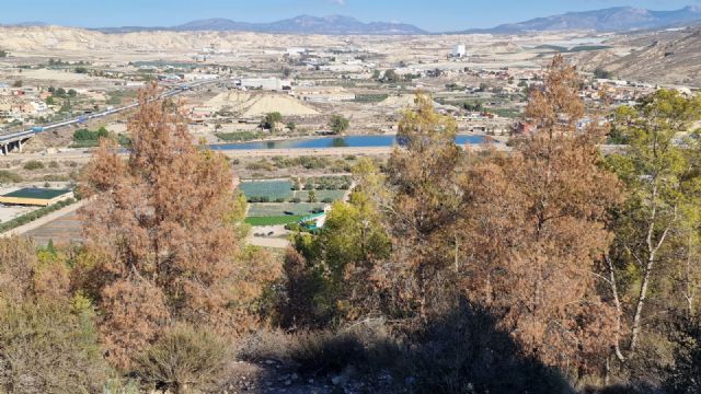 El PSOE de Lorca insta a fomentar el uso de la biomasa como energía renovable y plantea soluciones para mejorar la eficiencia energética en el municipio - 3, Foto 3