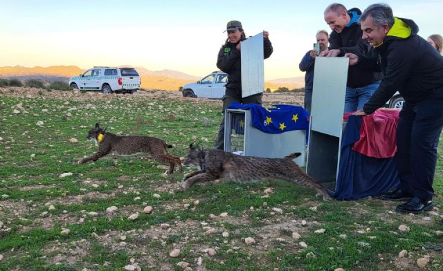 Liberados dos linces ibéricos adultos para consolidar la zona de reintroducción de las Tierras Altas de Lorca - 1, Foto 1