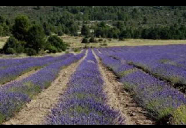 La agricultura en Moratalla: Entre la imagen y la realidad - 1, Foto 1