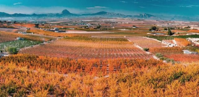 Arrancan las rutas guiadas para conocer el espectacular paisaje de los frutales del Otoño en Cieza - 4, Foto 4