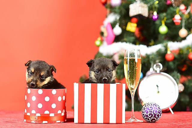 Navidad y mascotas: riesgos a evitar durante las fiestas - 1, Foto 1