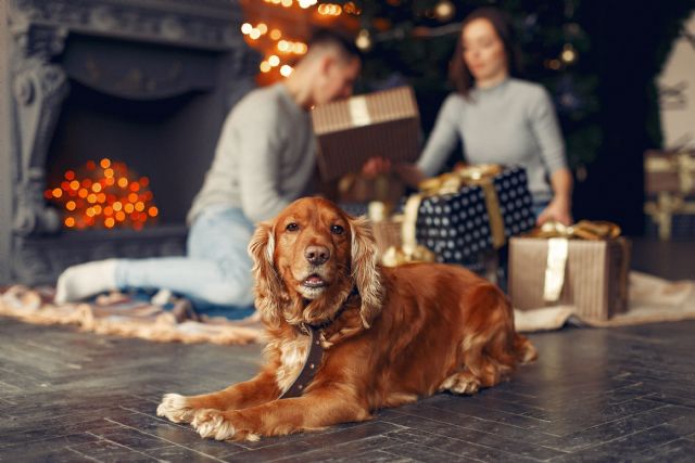 Protege a tu mascota de la pirotecnia en Navidad y Año Nuevo con estos consejos - 1, Foto 1