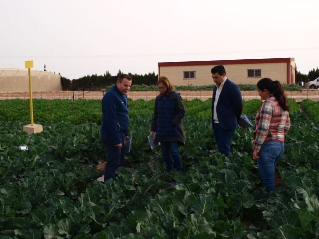 Más de 200 agricultores, técnicos y empresarios se interesan por las nuevas variedades de coles y brócoli - 1, Foto 1