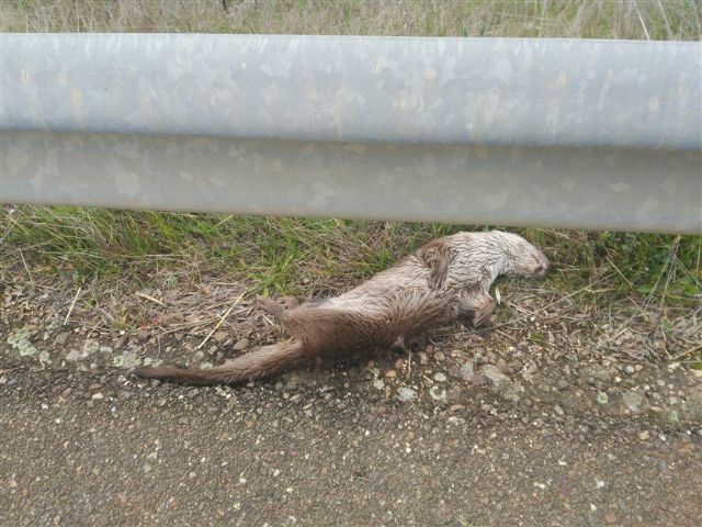 Otra nutria atropellada - 1, Foto 1