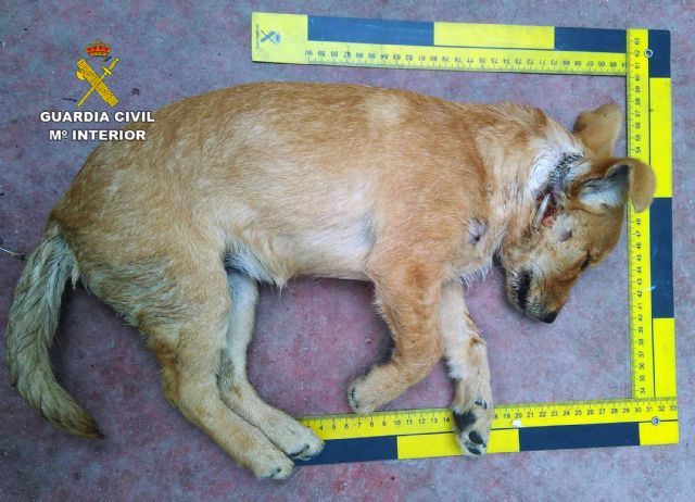 La Guardia Civil detiene a una persona por disparar hasta en catorce ocasiones contra el domicilio de su vecina - 1, Foto 1