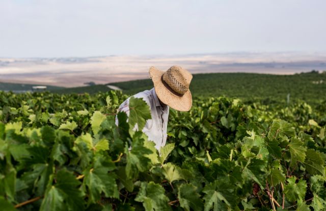 Prácticas sostenibles: así le planta cara al cambio climático el Marco de Jerez - 1, Foto 1