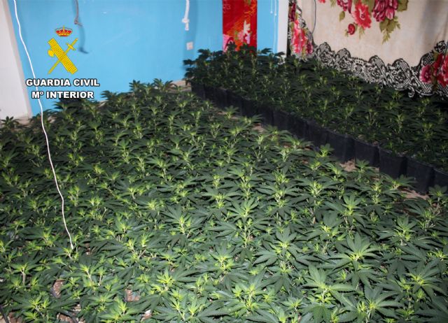 La Guardia Civil desmantela una macro plantación de marihuana instalada en un edificio ocupado en Fuente Álamo - 3, Foto 3
