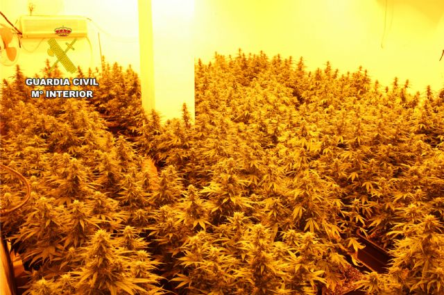 La Guardia Civil desmantela una macro plantación de marihuana instalada en un edificio ocupado en Fuente Álamo - 4, Foto 4