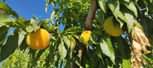 Dia invertirá más de 30 millones de euros en fruta de verano de proveedores nacionales - 1, Foto 1