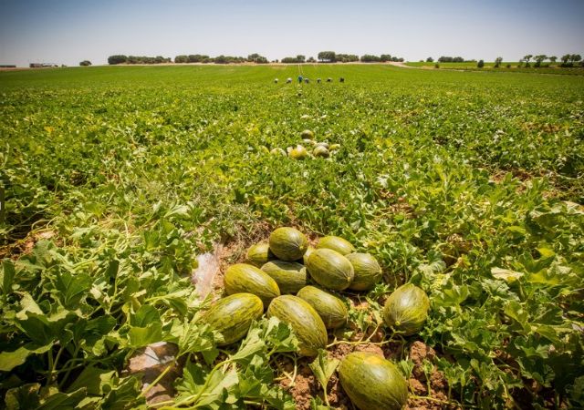 Dia invertirá más de 30 millones de euros en fruta de verano de proveedores nacionales - 2, Foto 2