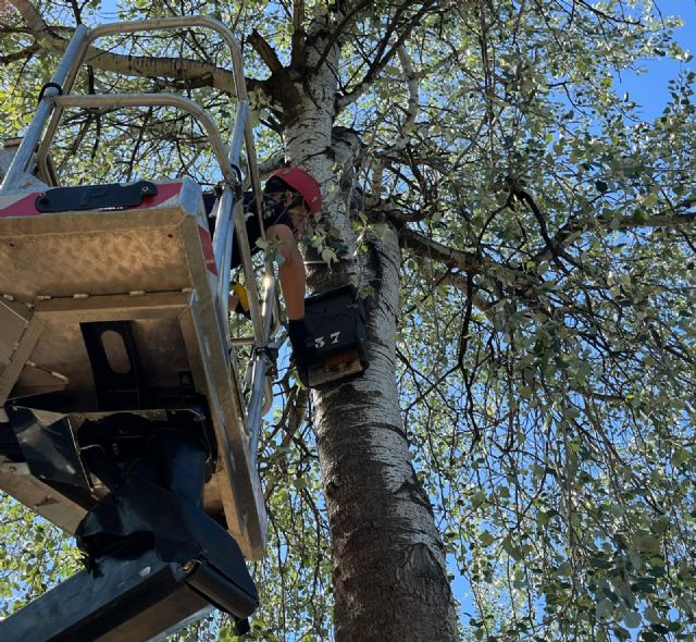 Los murciélagos en Murcia cuentan con más de medio centenar de refugios para luchar contra los mosquitos - 1, Foto 1