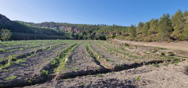 ANSE transforma la finca La Huertecica en un frondoso bosque de ribera - 3, Foto 3