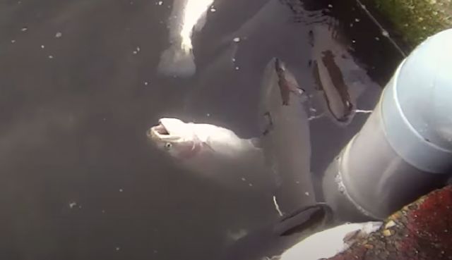 Imagen de la captura de peces en piscifactoría de Piszolla (FFW)., Foto 1