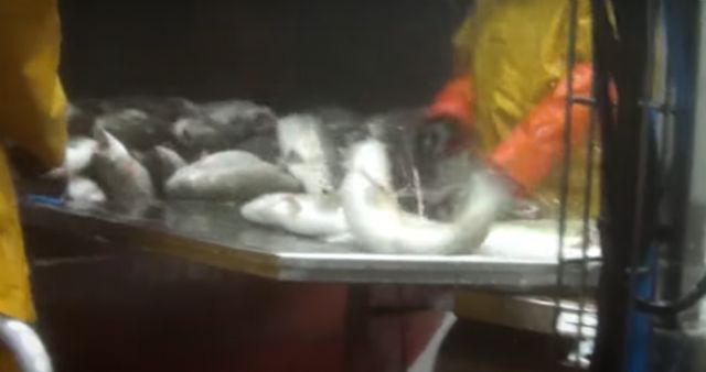 El Observatorio de Bienestar Animal lanza la primera campaña de concienciación sobre el sufrimiento animal en piscifactorías españolas - 3, Foto 3