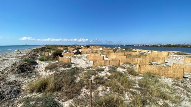 El Ayuntamiento traslada arribazones de posidonia hasta la Playa de la Llana para frenar la erosión litoral - 3, Foto 3