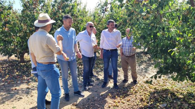 El Gobierno regional pone a disposición de los agricultores afectados por el granizo de ayer tratamientos cicatrizantes del arbolado dañado - 1, Foto 1