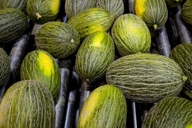 La producción de melón y sandía está garantizada hasta pasado el verano - 1, Foto 1