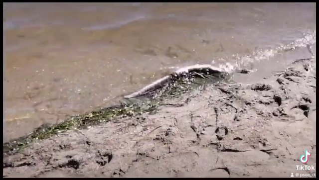 El PSOE denuncia la aparición de peces muertos en Los Nietos - 1, Foto 1