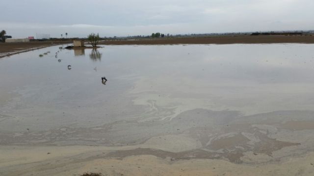 IU-V solicita en pleno la revisión y limpieza de los cauces y ramblas del término municipal - 2, Foto 2