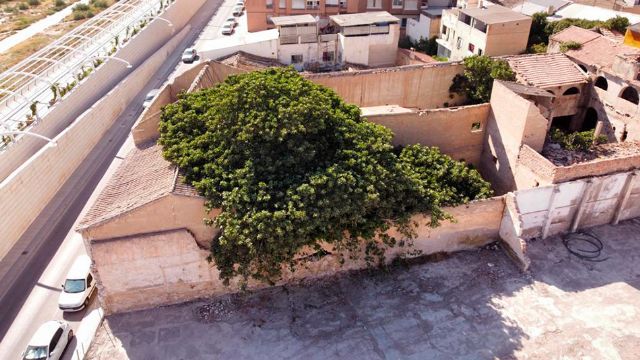 La Plataforma del Paisaje solicita al Ayuntamiento salvar La higuera de San Cristobal - 2, Foto 2