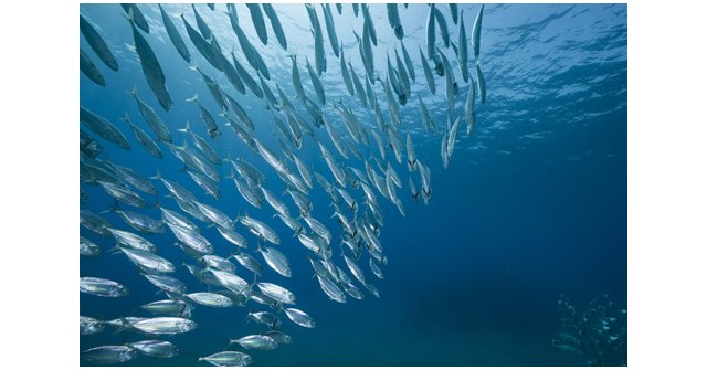 La flota española verá incrementada sus posibilidades de pesca en el Atlántico Noroeste - 1, Foto 1