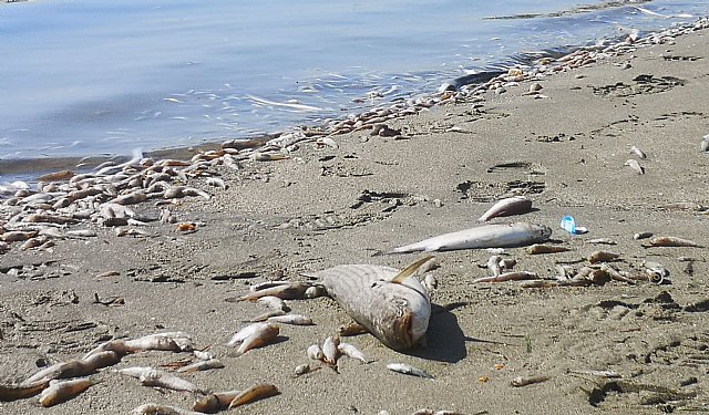 Ciudadanos pide la constitución inmediata del Comité de Seguimiento de Actuaciones en el Mar Menor anunciado la pasada semana - 1, Foto 1