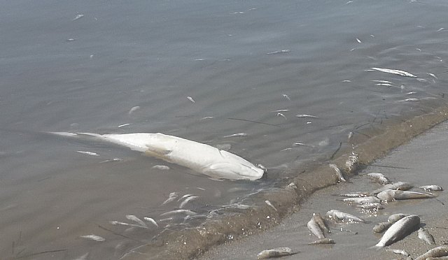 Marisol Sánchez critica el cinismo del PP por exigir al Gobierno de España que en tres días haga en el Mar Menor lo que ellos no han hecho en veinticinco años - 2, Foto 2