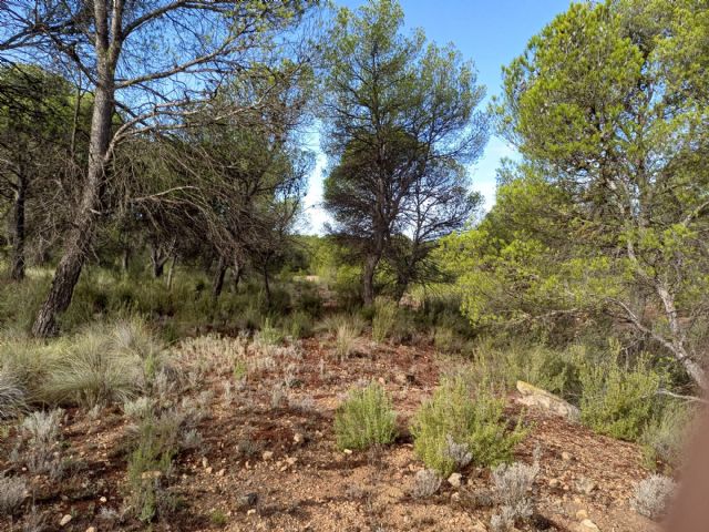 IU Verdes-Podemos ha registrado una moción para que se realice una revisión de la masa forestal de los montes de Jumilla - 1, Foto 1