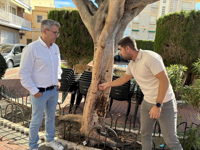 El Ayuntamiento denuncia el secado intencionado de un ficus de más de cuarenta años - 1, Foto 1