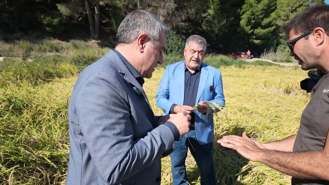 Las ayudas para conservar el cultivo tradicional de arroz de Calasparra llegarán a 325 hectáreas Las ayudas para conservar el cultivo tradicional de arroz de Calasparra llegarán a 325 hectáreas