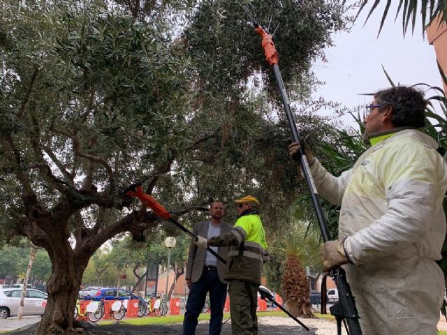 El Ayuntamiento destinará el aceite que se obtenga de la recogida de aceituna de los olivos municipales para fines benéficos - 1, Foto 1