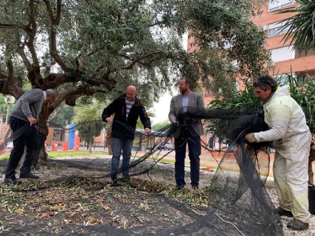 El Ayuntamiento destinará el aceite que se obtenga de la recogida de aceituna de los olivos municipales para fines benéficos - 2, Foto 2