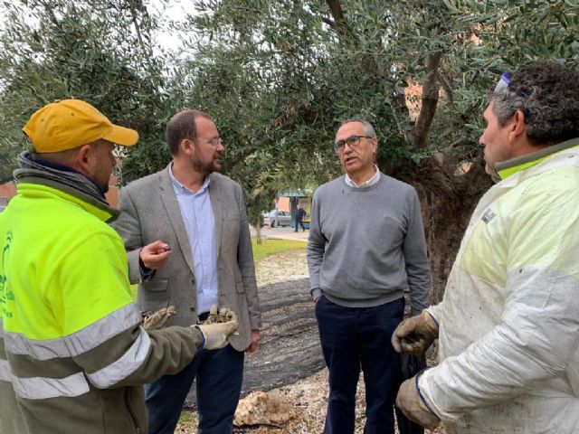 El Ayuntamiento destinará el aceite que se obtenga de la recogida de aceituna de los olivos municipales para fines benéficos - 3, Foto 3