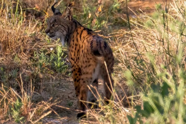 La Región recibirá 10 nuevos ejemplares de lince ibérico para su reintroducción en Las Tierras Altas de Lorca - 1, Foto 1