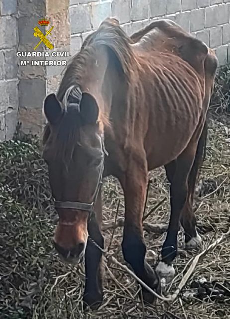 La Guardia Civil investiga a tres personas por delitos de maltrato y abandono animal en Cartagena - 1, Foto 1