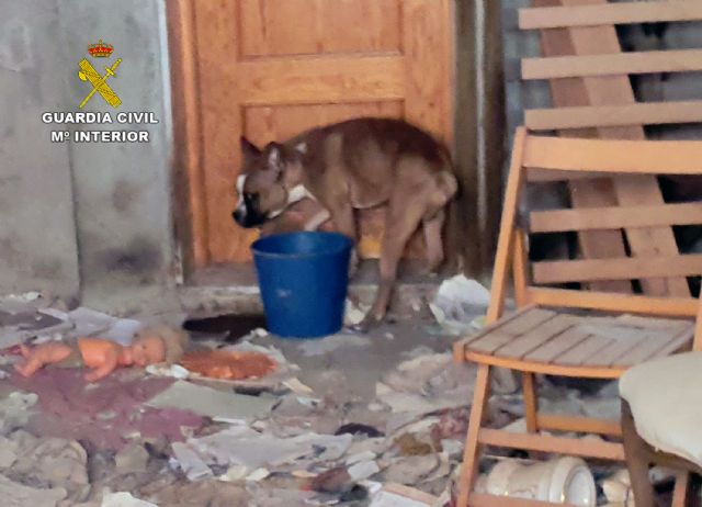 La Guardia Civil investiga a tres personas por delitos de maltrato y abandono animal en Cartagena - 3, Foto 3