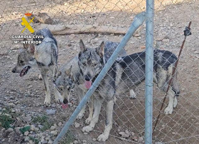 La Guardia Civil sorprende a un vecino de Lorca con cuatro lobos ibéricos como mascotas - 3, Foto 3