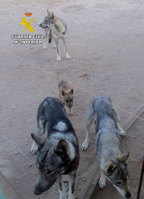 La Guardia Civil sorprende a un vecino de Lorca con cuatro lobos ibéricos como mascotas - 4, Foto 4