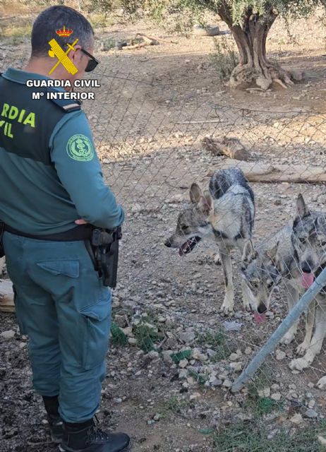 La Guardia Civil sorprende a un vecino de Lorca con cuatro lobos ibéricos como mascotas - 5, Foto 5