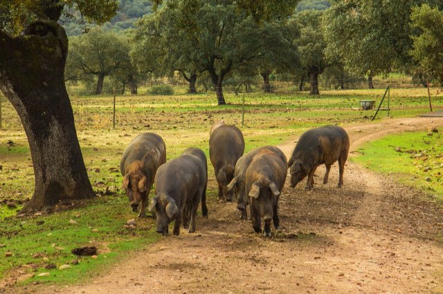 Qué significa que un jamón sea de bellota - 1, Foto 1