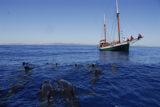 Imágenes del velero Else navegando junto a un grupo de calderones en la costa de Cartagena y otra en su imagen actual frente a La Manga (P.García/ANSE)., Foto 1