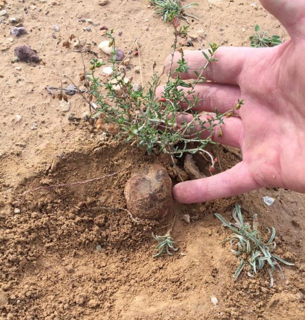 Una investigación de la UMU describe por primera vez la forma en que se reproduce la trufa del desierto - 1, Foto 1