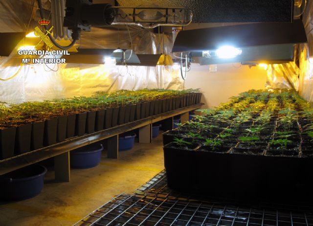 La Guardia Civil desmantela una organización criminal dedicada al cultivo y venta de marihuana - 2, Foto 2